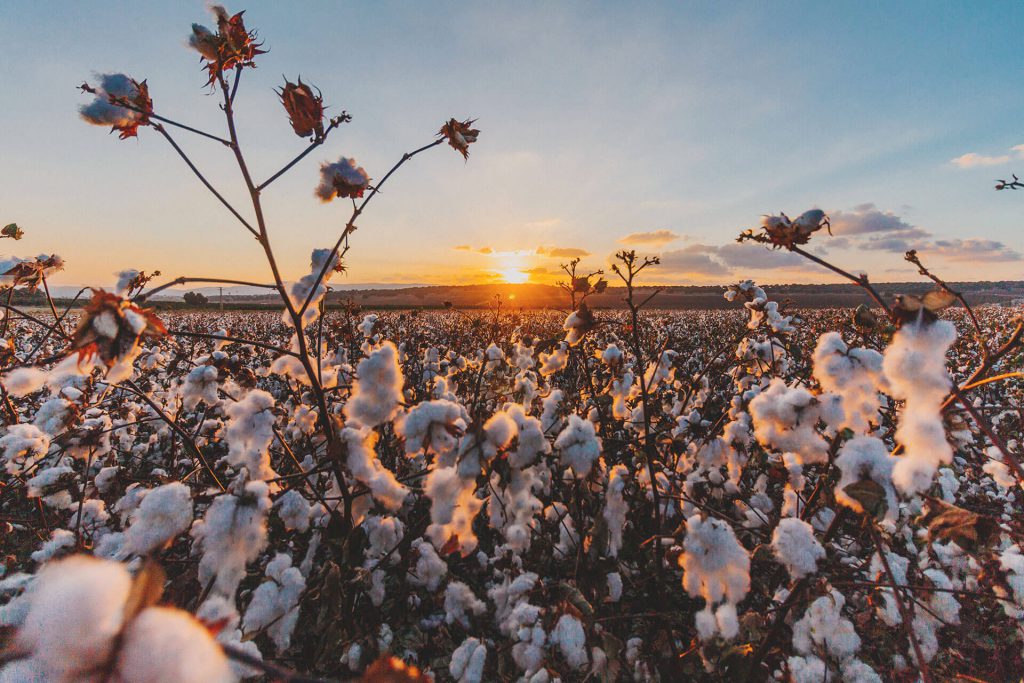 Turkish cotton field